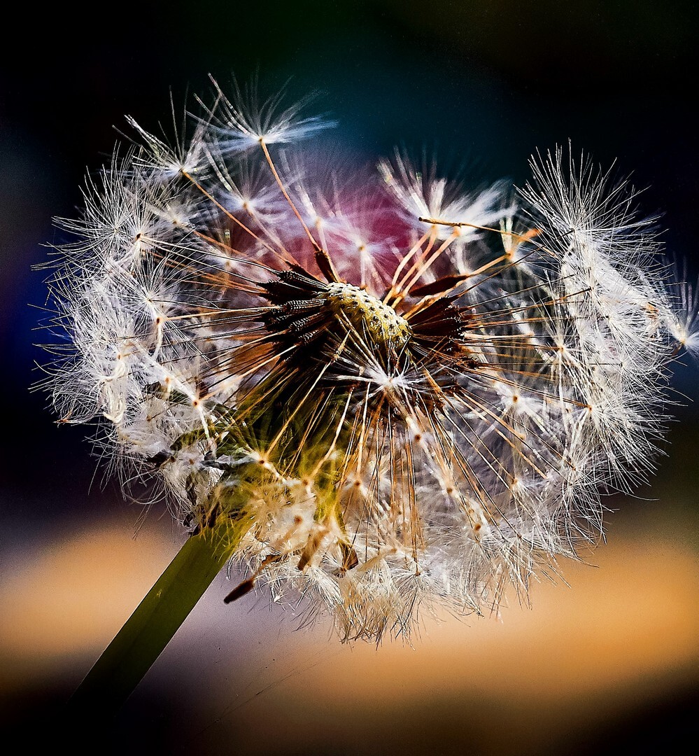 Dandelion - Garry Bromley