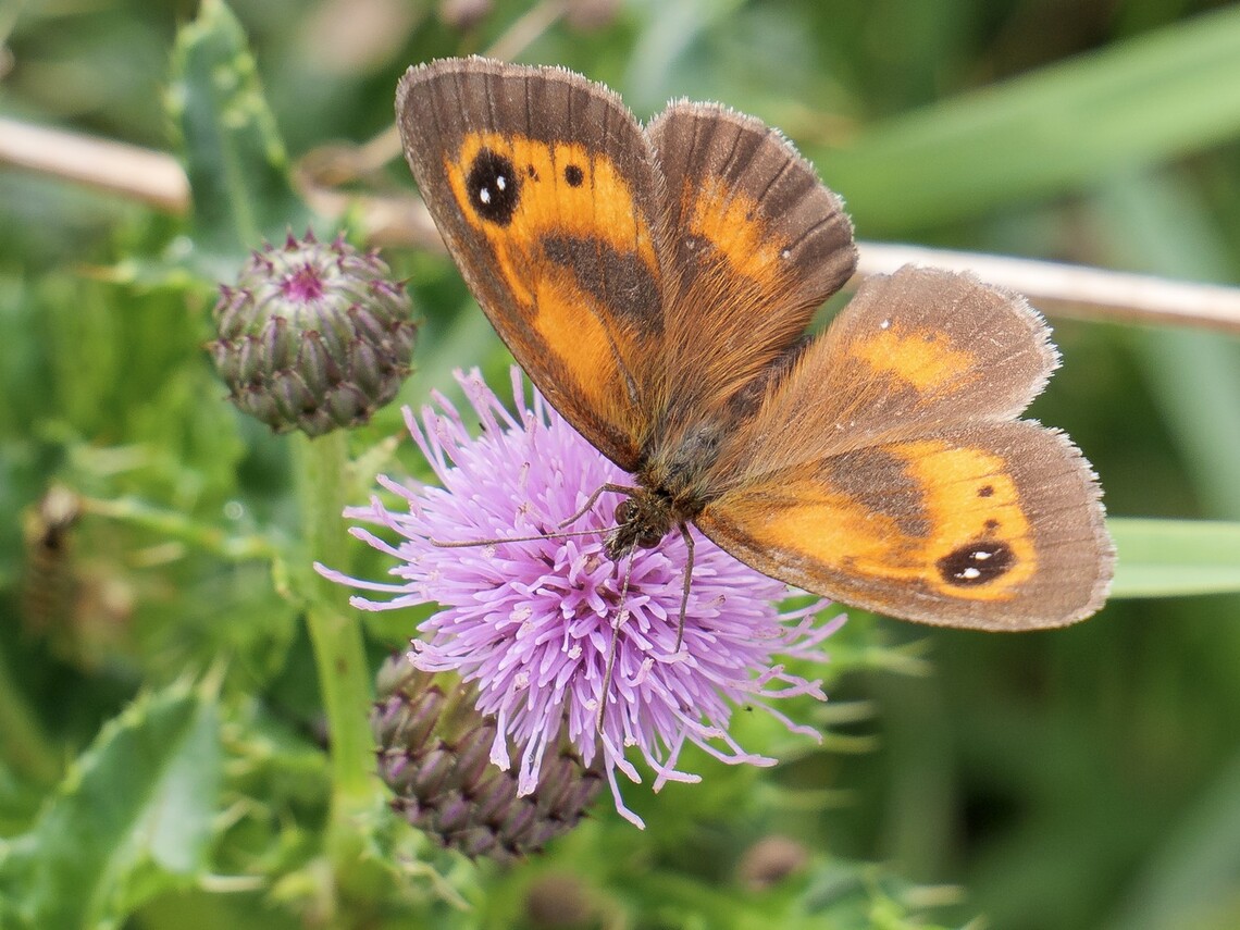 'Gatekeeper' - Roger Parry