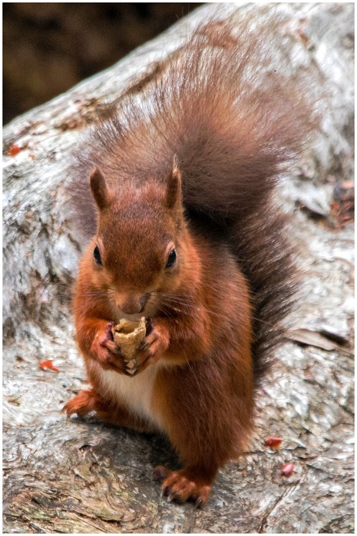 'Nut Nibbler' - Roy McDine