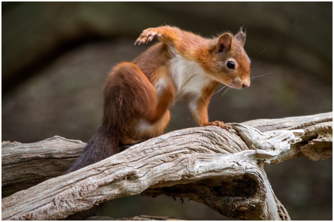 'Quick Scratch' - Roy McDine