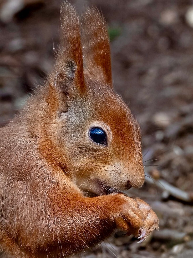 'Squirrel' - Garry Bromley