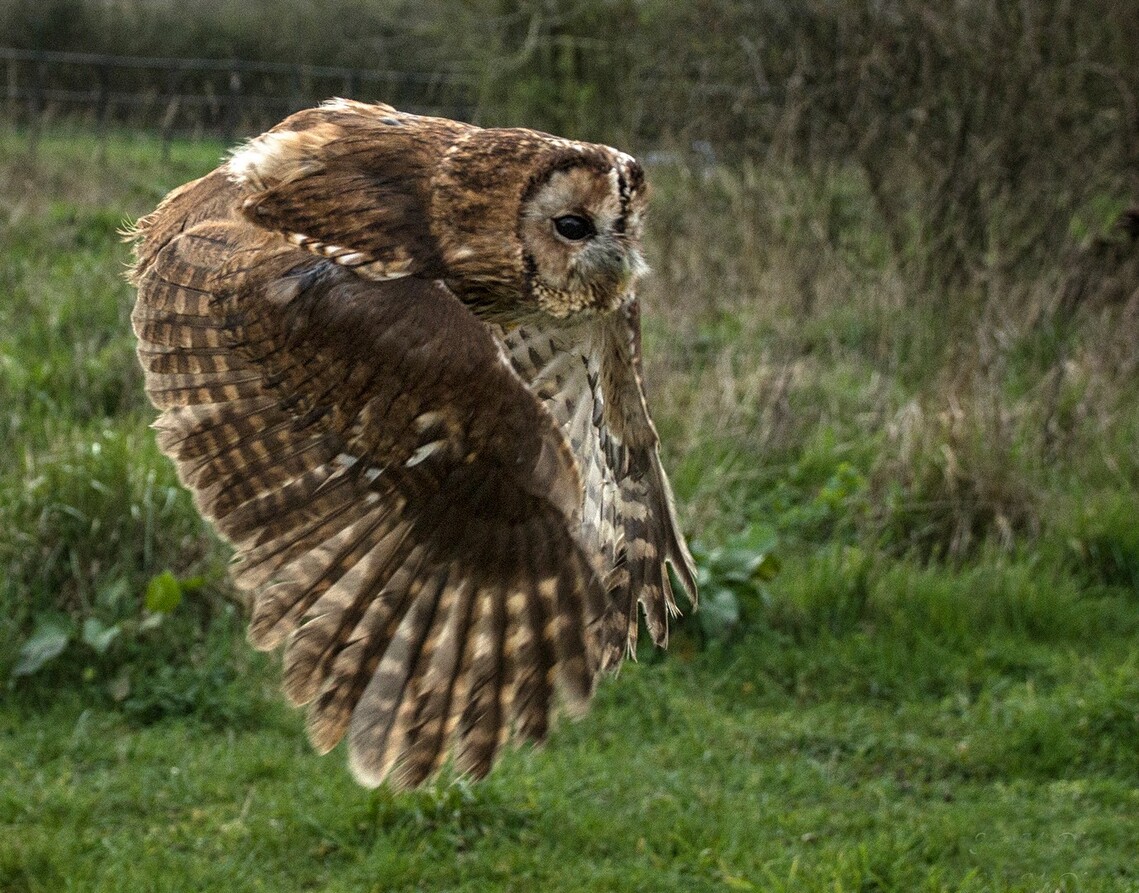 "Tawny Owl" - Sue McDine
