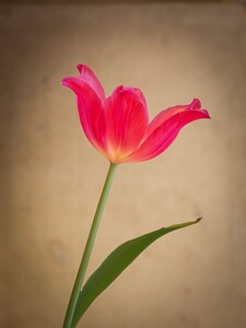 Tulip