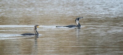 A Pair Cormorants