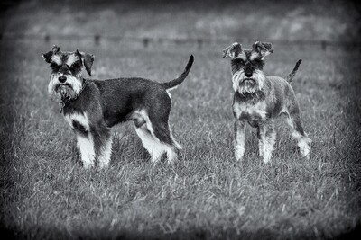 Pair Schnauzer