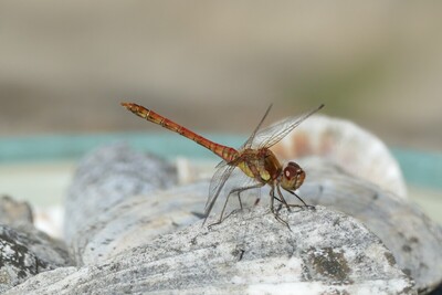 Damsel Fly