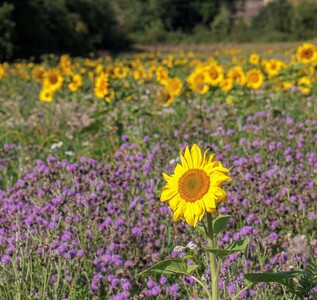 Sunflowers