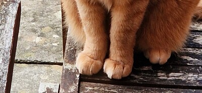 Ginger tootsies