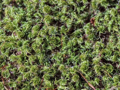 Moss