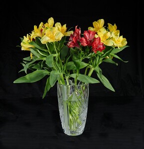 A is for Alstroemeria