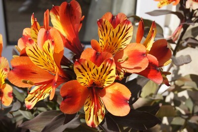 Alstromeria Delight