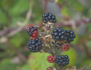 B is for....Blackberrys