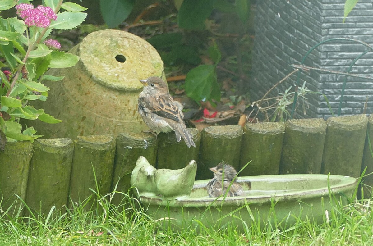 Birdbath