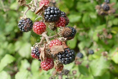 Blackberries