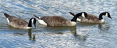 Canada Geese