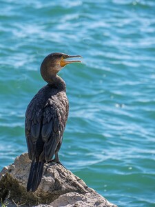 Cormorant