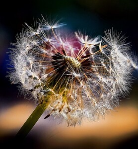 Dandelion