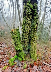 Epiphyte