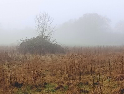 Field of Fog