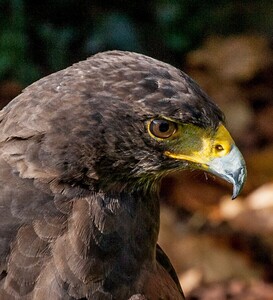 Harris Hawk