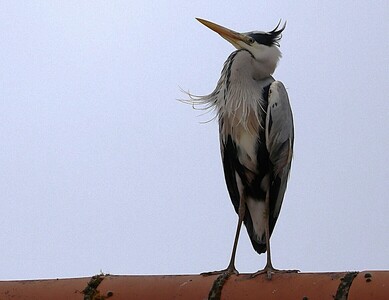 Heron Hunched
