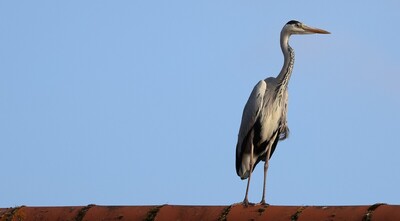 Heron Watching