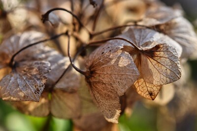 Hydrangea dehydrated