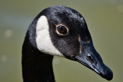 Black Eyed Goose