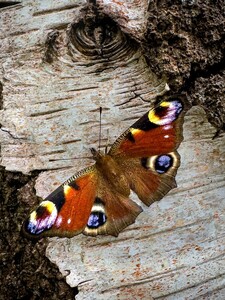 Insect