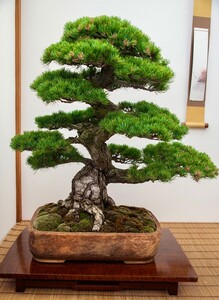 Japanese white pine Bonsai