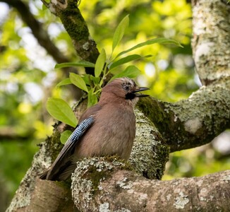 Jay