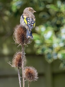 Just a Juvenile
