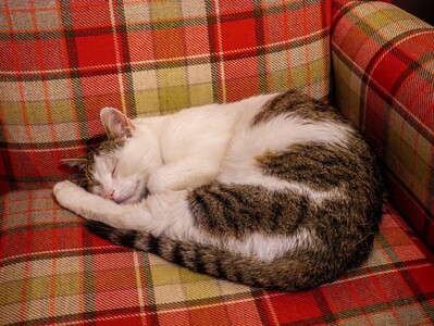 Kitty Cat Kipping
