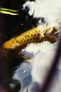 Koi