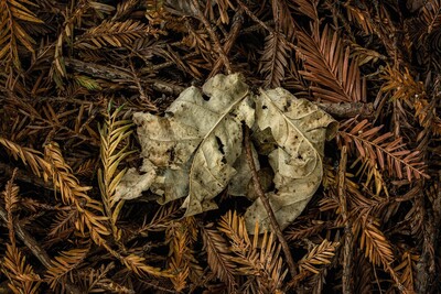 Holy Oak Leaves