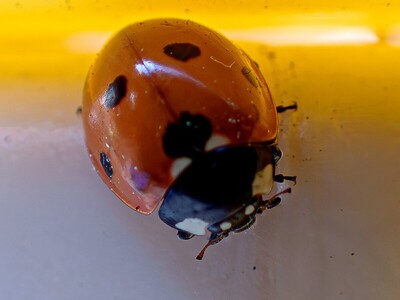 Ladybird