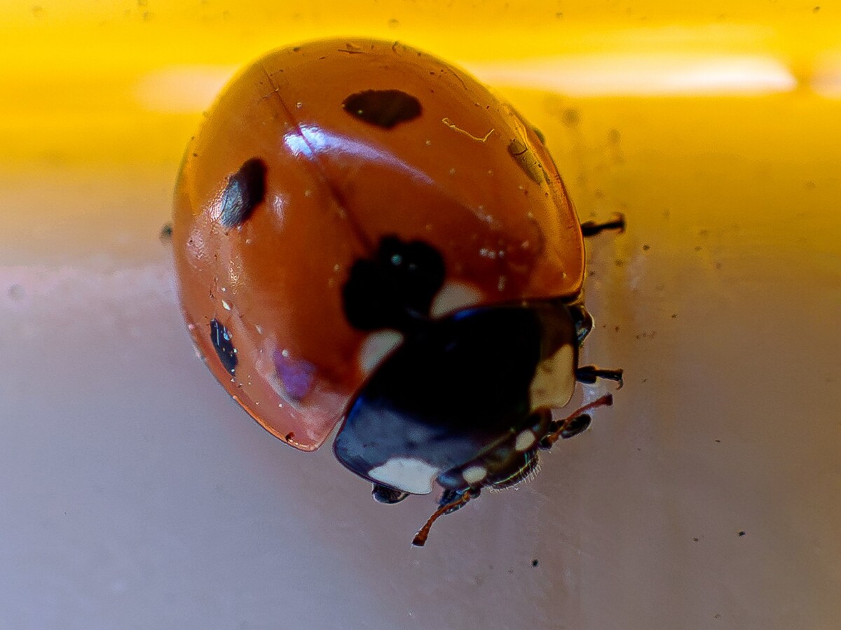 Ladybird