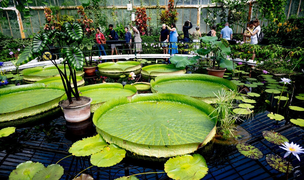 Lillies