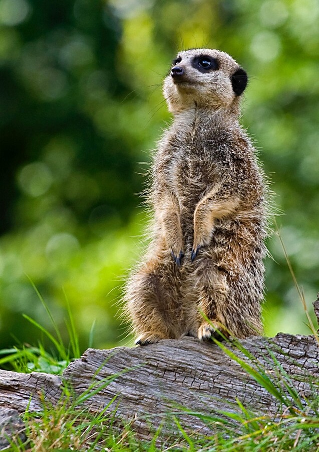 Meerkat