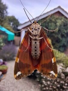 Multicoloured Moth