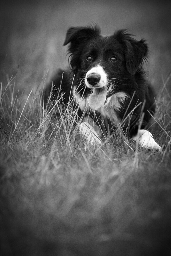 Mutt
