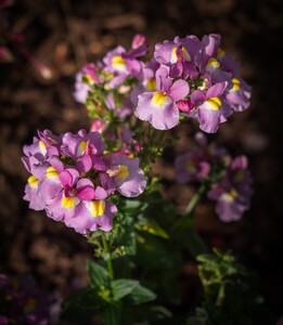 Nemesia