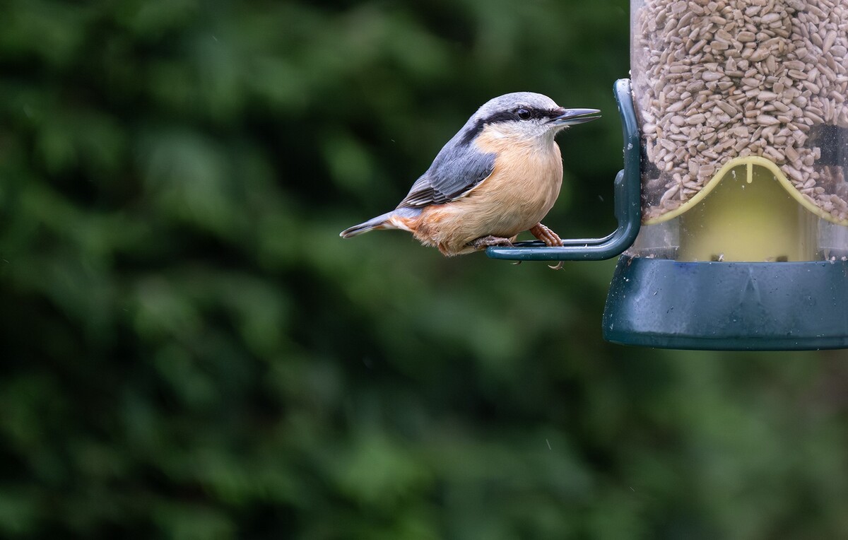 Nuthatch