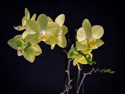 Orchids