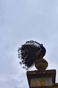 Peacock's tail