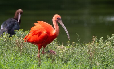 Pink Flamingo