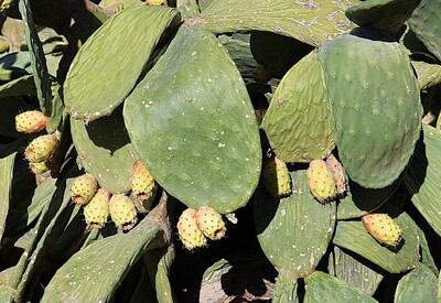 Prickly Pears