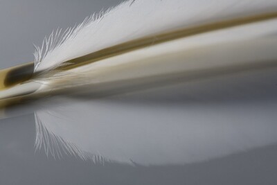 Quill feather