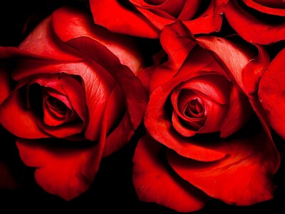 Red Roses