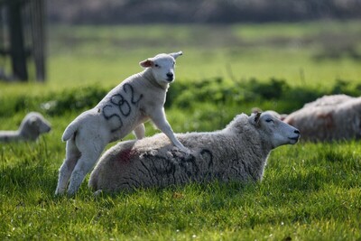 Standing on mum